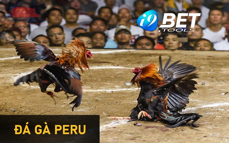 Đá gà peru